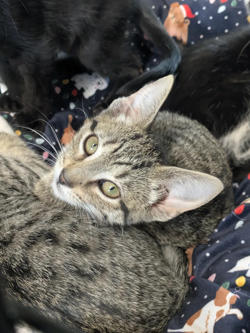 A young small-sized female Tabby (Brown / Chocolate) Domestic Short Hair cat named Fischl for adoption in Bedford, VA