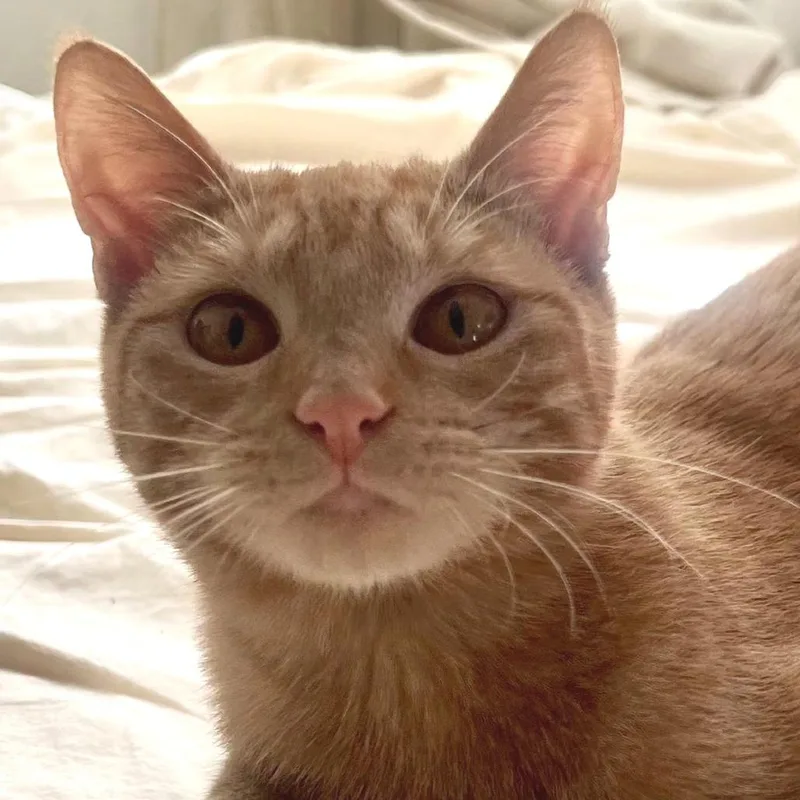 A young small-sized female Orange / Red Domestic Short Hair cat named Marigold for adoption in Los Angeles, CA
