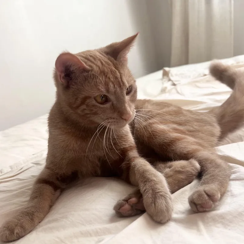 Marigold thumbnail 2