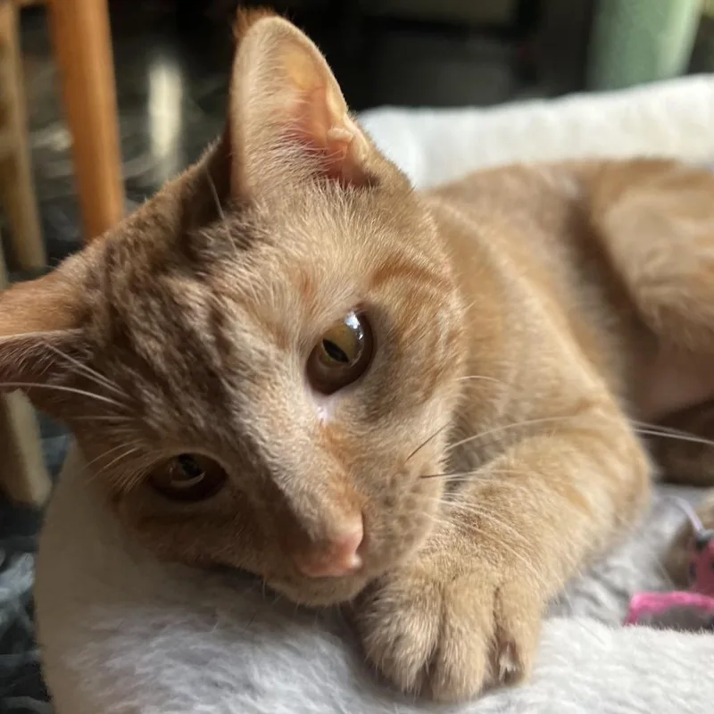 Marigold thumbnail 3