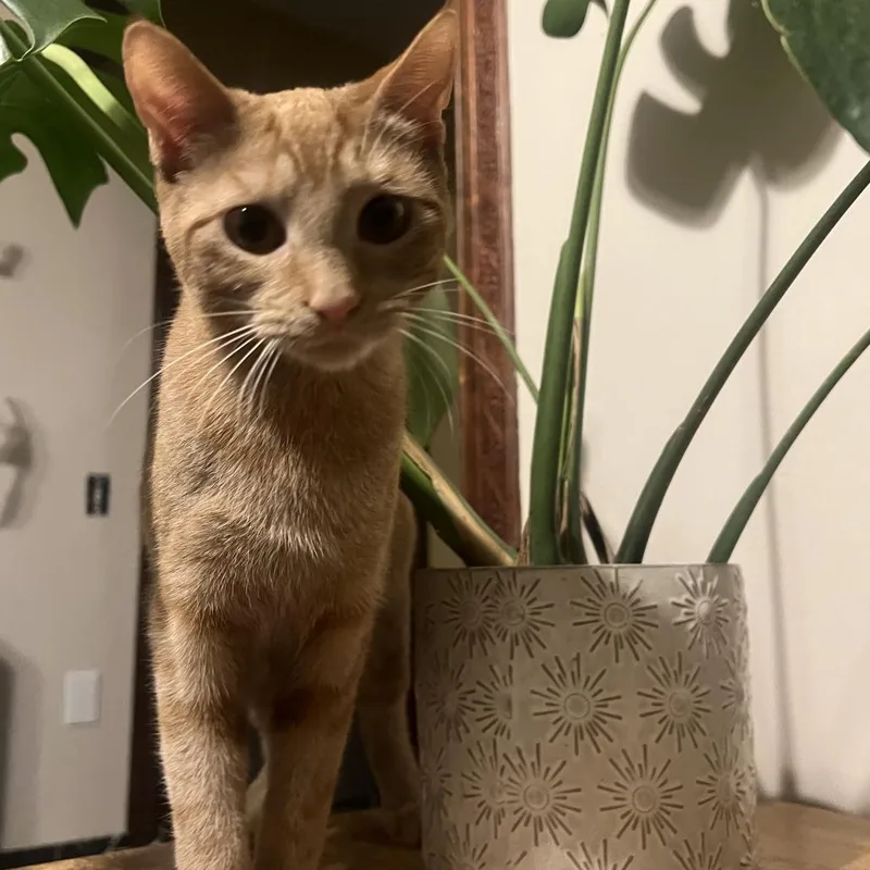 Marigold thumbnail 4