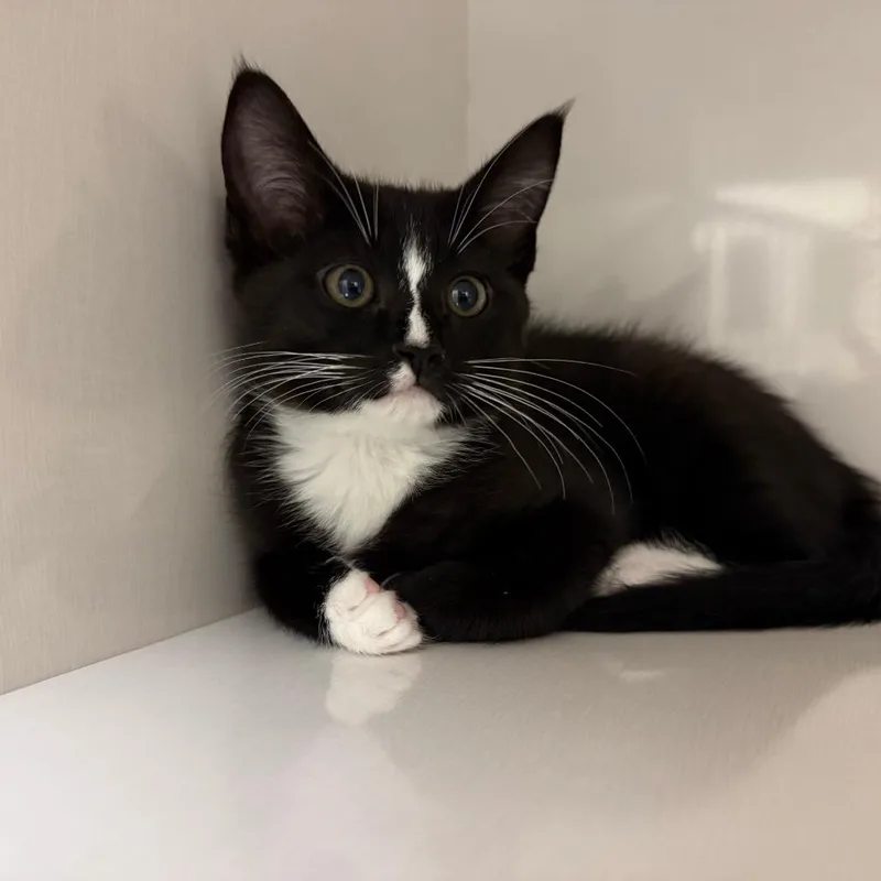 A baby small-sized female Black Domestic Short Hair cat named Sophie for adoption in Redwood City, CA