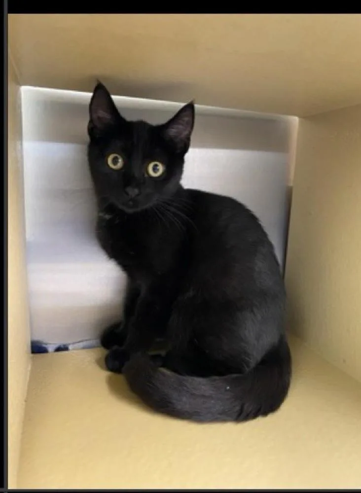 A baby medium-sized female Black Domestic Short Hair cat named Toothless for adoption in Lafayette, CO