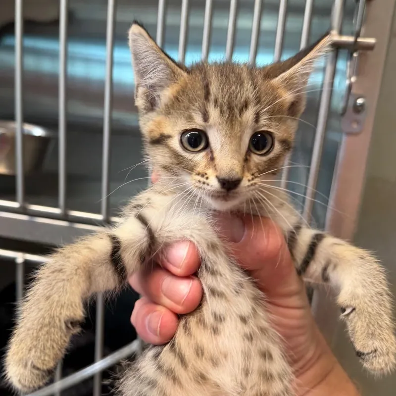 A baby small-sized female Brown / Chocolate Domestic Short Hair cat named Sunflower for adoption in Midland, TX
