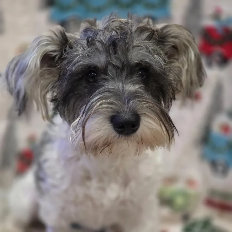 Belle Mae