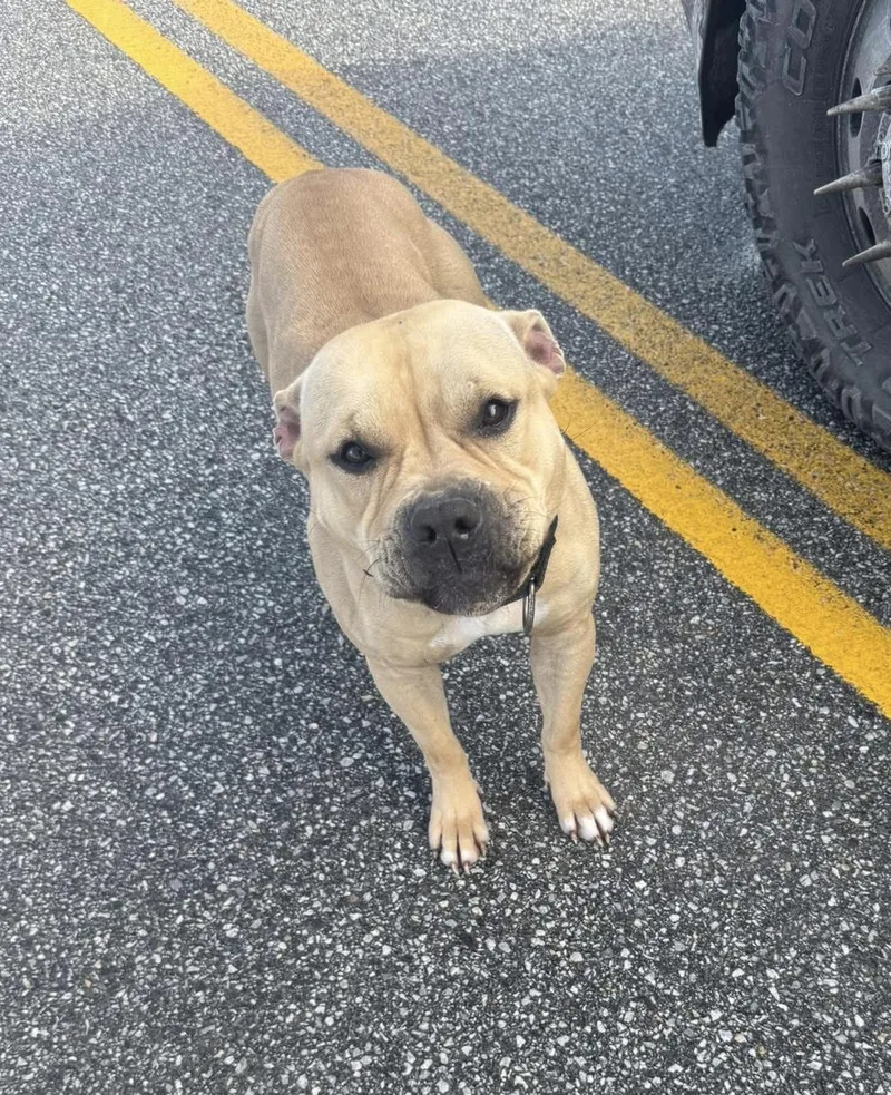 Sassy Aka Sassy Pants thumbnail 2