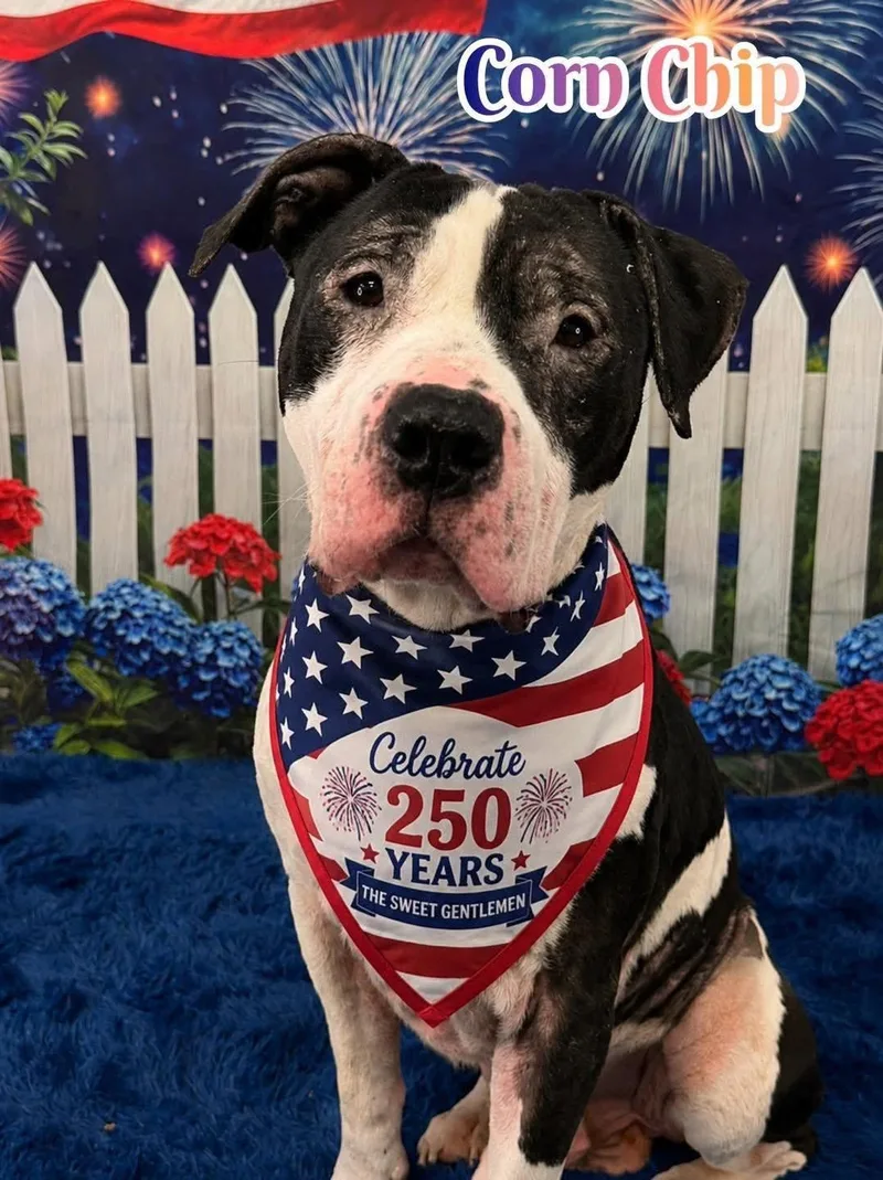 An adult medium-sized male White / Cream Mixed Breed dog named Corn Chip for adoption in Flint, MI