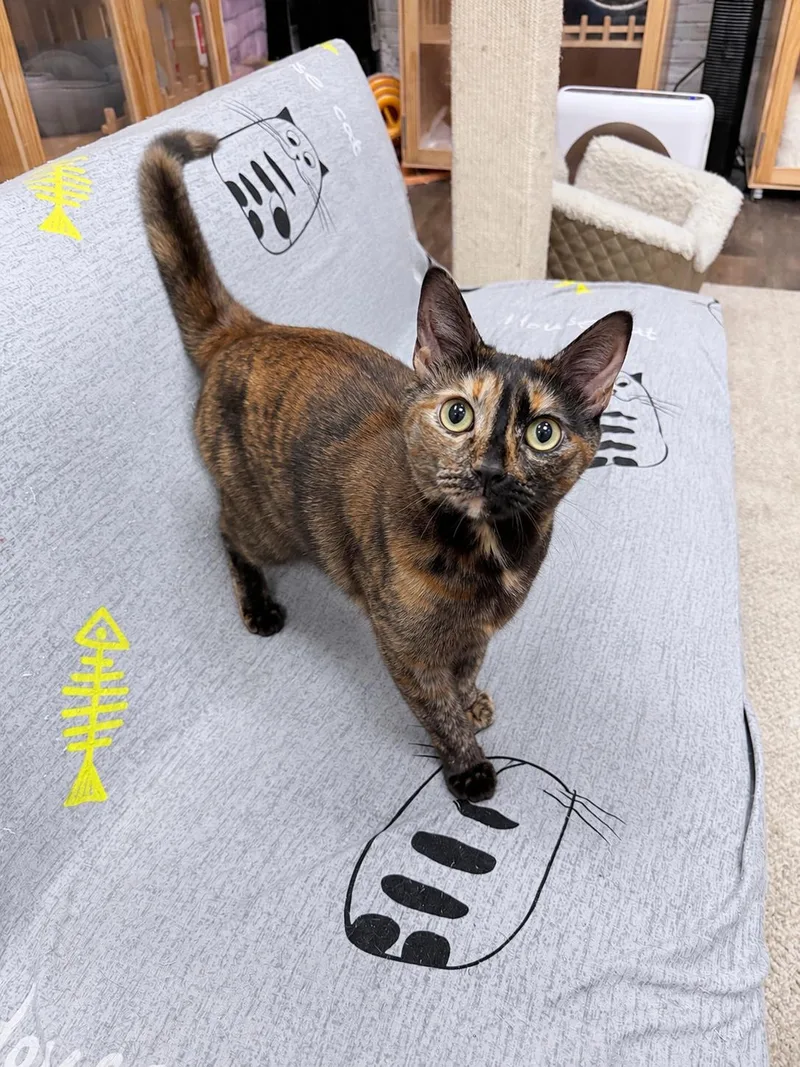 A young medium-sized female Tortoiseshell American Shorthair cat named Terri for adoption in Philadelphia, PA