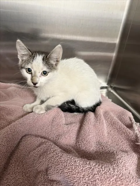 A baby small-sized female Domestic Short Hair cat named Maddie for adoption in Norco, CA