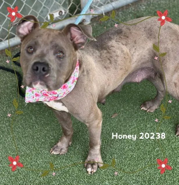 A young medium-sized female Gray / Blue / Silver Pit Bull Terrier dog named Honey for adoption in Marietta, GA