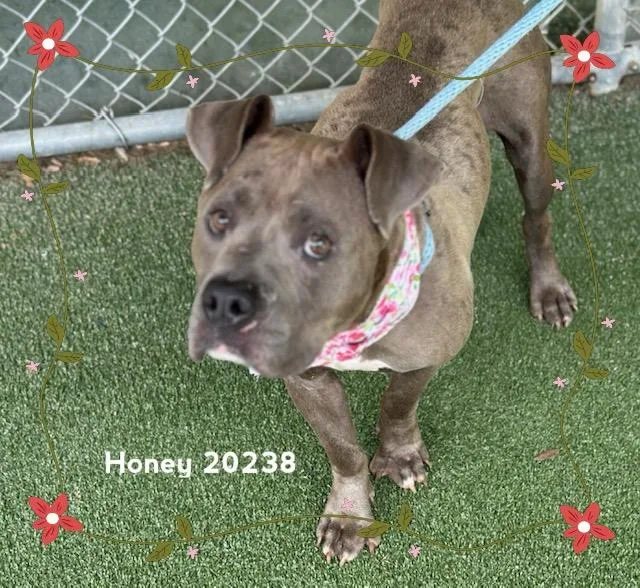 Honey thumbnail 3
