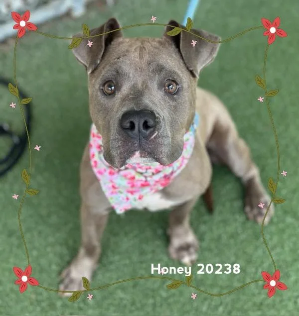 Honey thumbnail 5