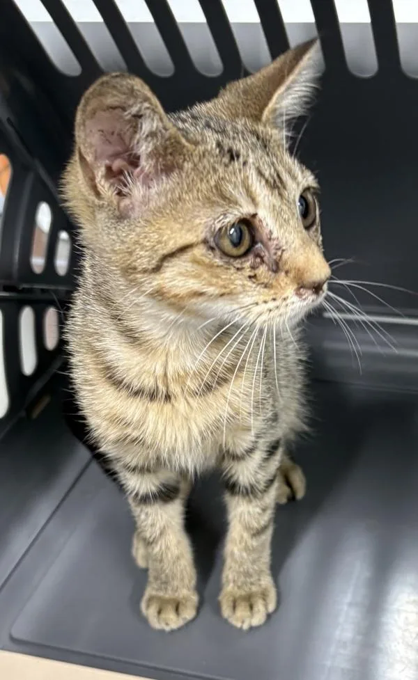 A baby small-sized female Domestic Short Hair cat named Sf Misha for adoption in Lawrenceville, GA