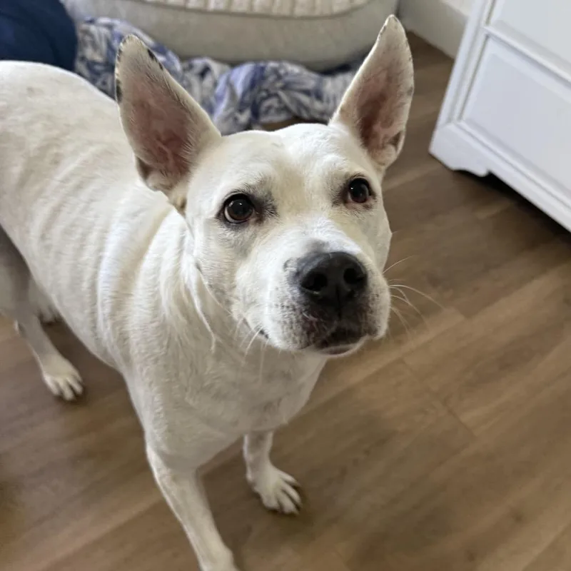 Juniper Aka Whitey thumbnail 3