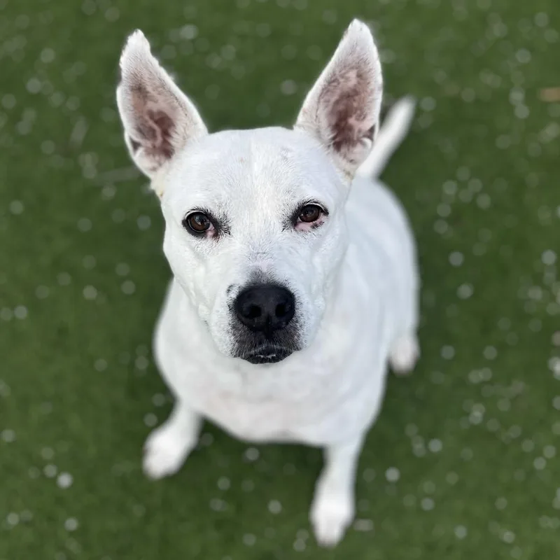 Juniper Aka Whitey thumbnail 4