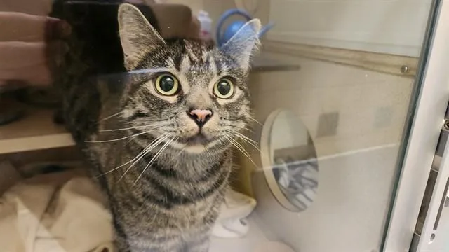 An adult small-sized male Domestic Short Hair cat named Pancakes for adoption in Denver, CO