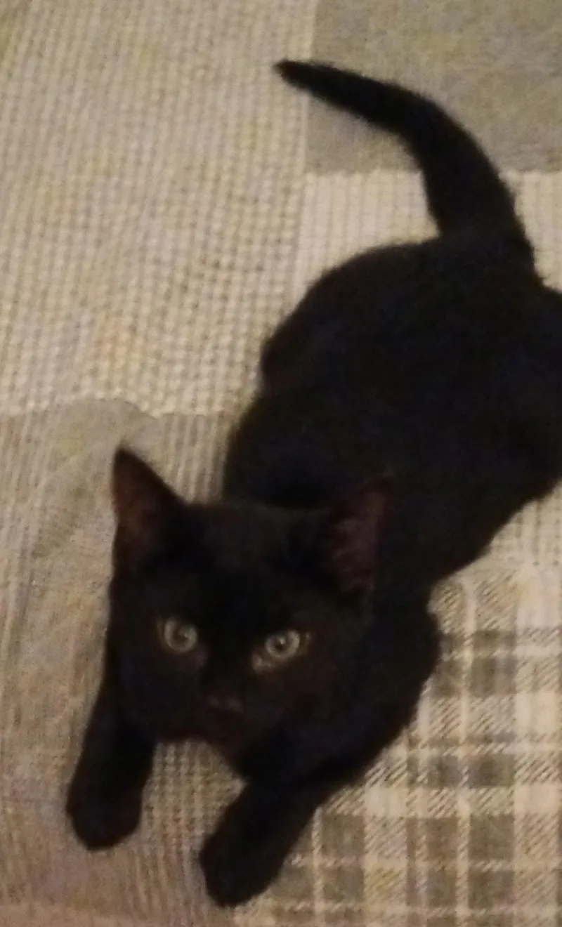 A young medium-sized male Domestic Short Hair cat named Malcolm for adoption in lititz, PA