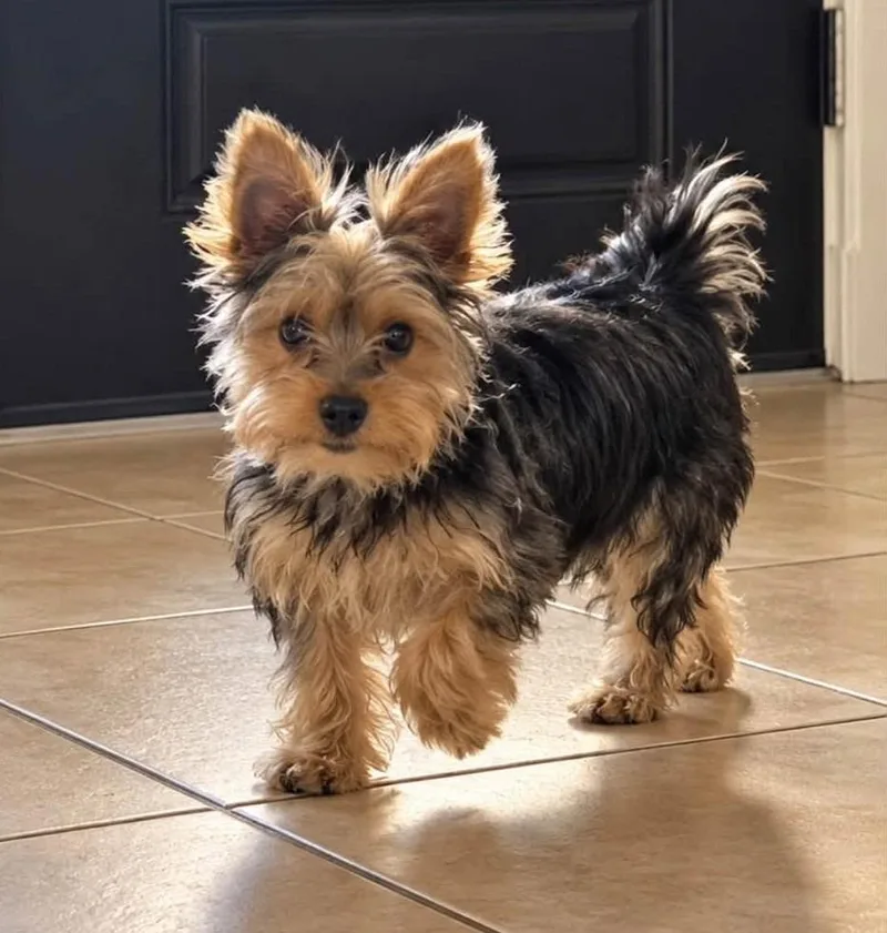 A baby small-sized male Yorkshire Terrier dog named Frankie for adoption in Palm City, FL