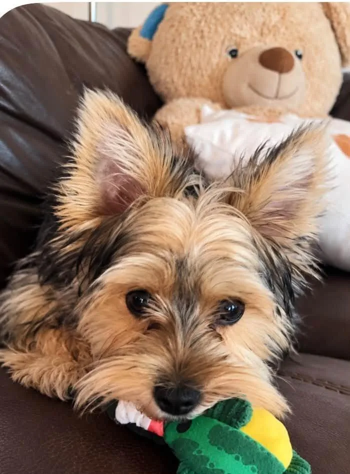 Frankie thumbnail 2