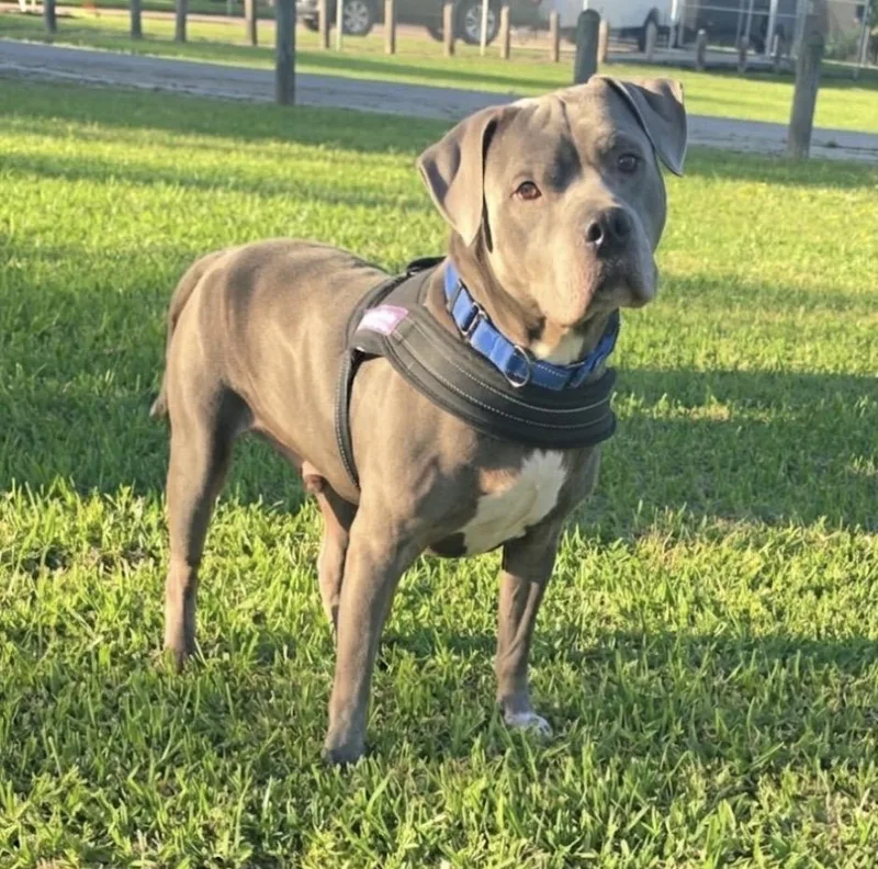 Prince Duke