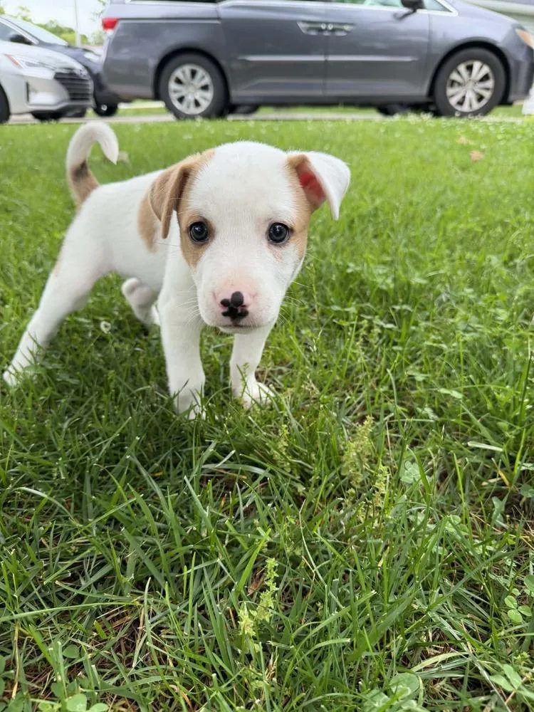 A baby large-sized female Shepherd dog named Amelia Earhart for adoption in New Albany, OH