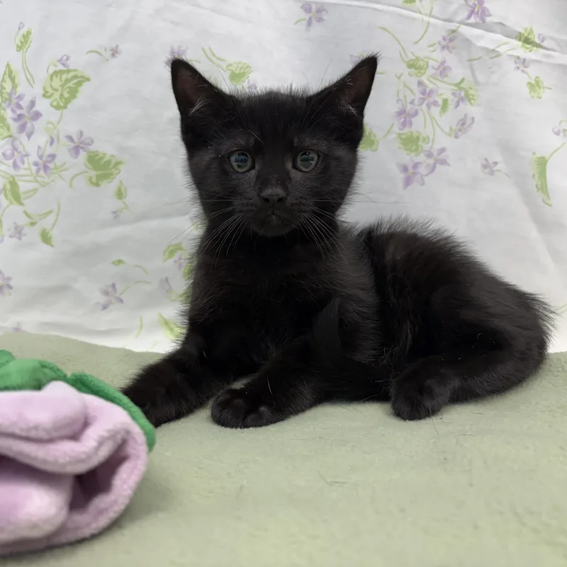 A baby medium-sized male Black Domestic Short Hair cat named Poe for adoption in Bear, DE