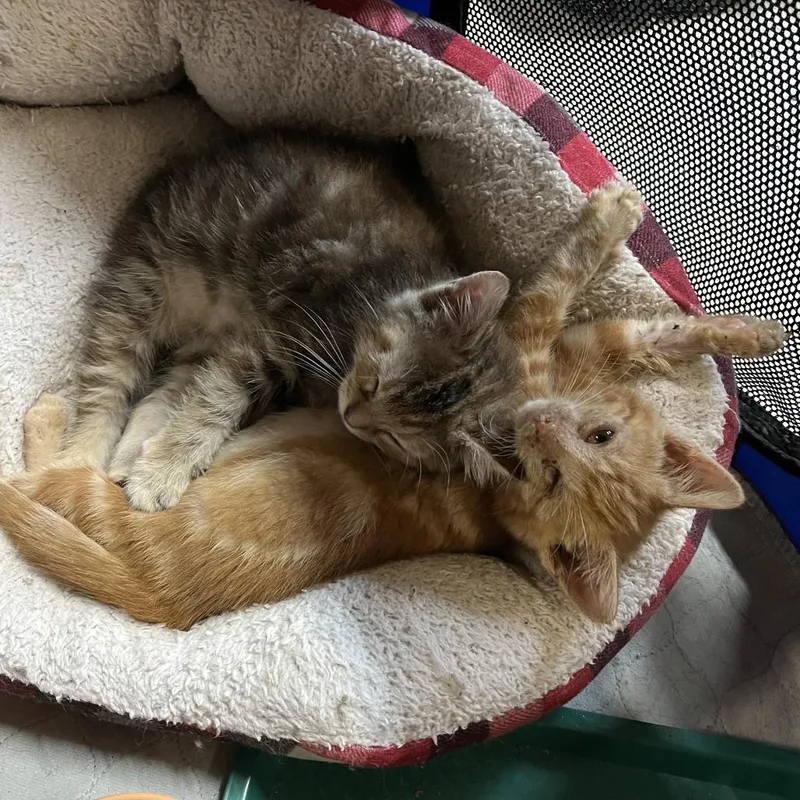 A baby small-sized male Orange / Red Domestic Short Hair cat named Louie for adoption in Washington, DC