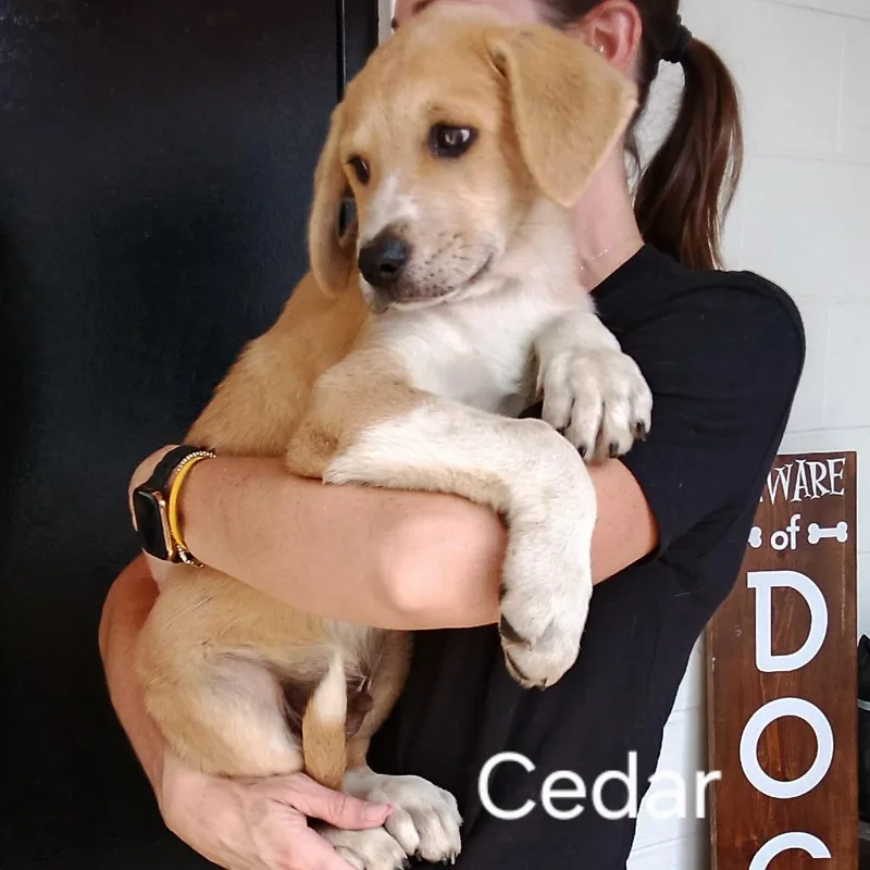 A baby small-sized male Anatolian Shepherd dog named CT Cedar for adoption in Stormville, NY