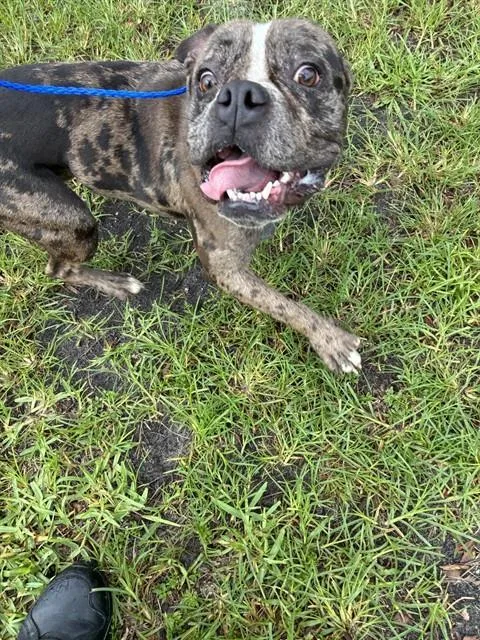 An adult medium-sized male Boxer dog named Moose for adoption in Miami, FL