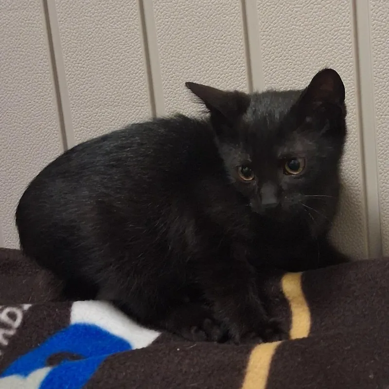 A baby small-sized male Black Domestic Short Hair cat named Lip Smacker for adoption in York, PA