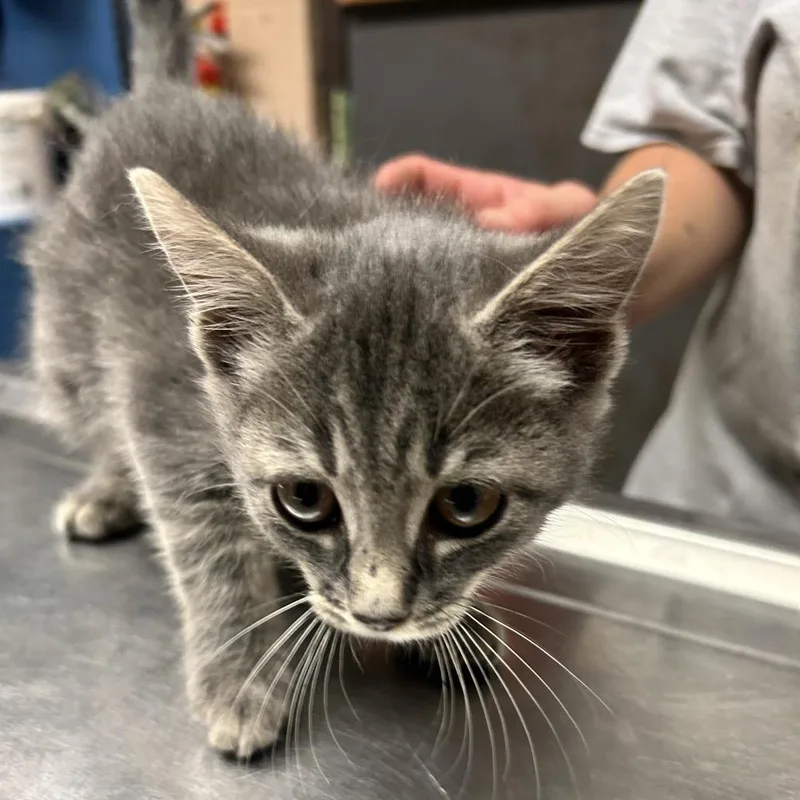 A baby small-sized female Gray / Blue / Silver Domestic Short Hair cat named Acapella for adoption in Newport, NC