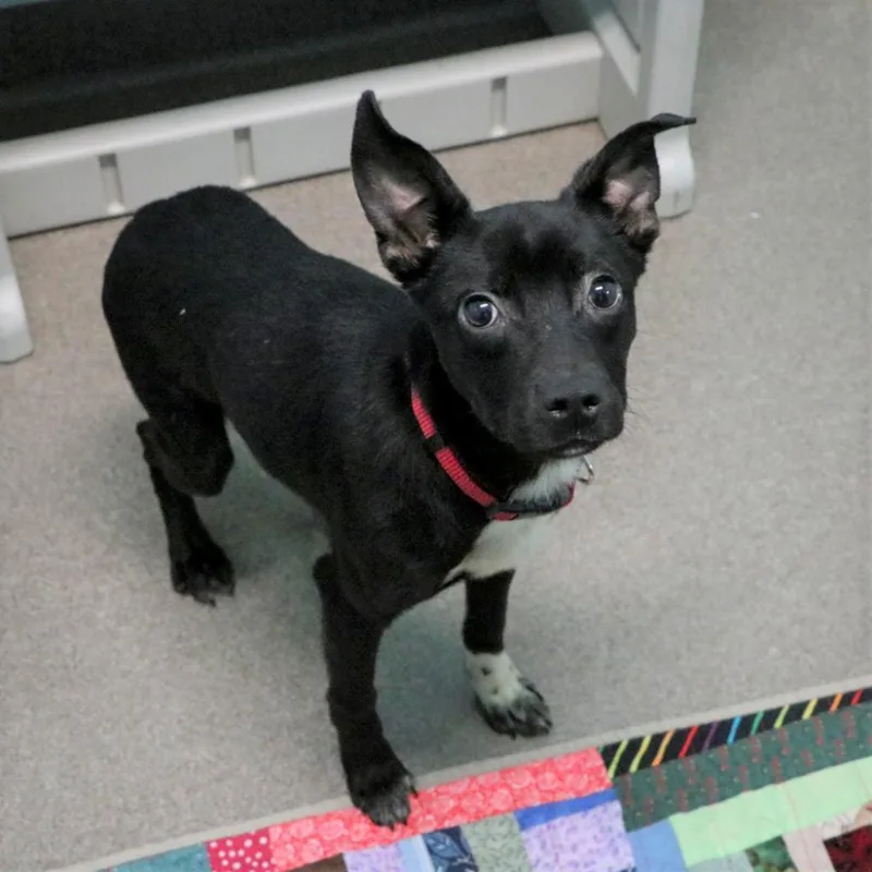 An adult medium-sized male Black Terrier dog named Garrett for adoption in South Elgin, IL