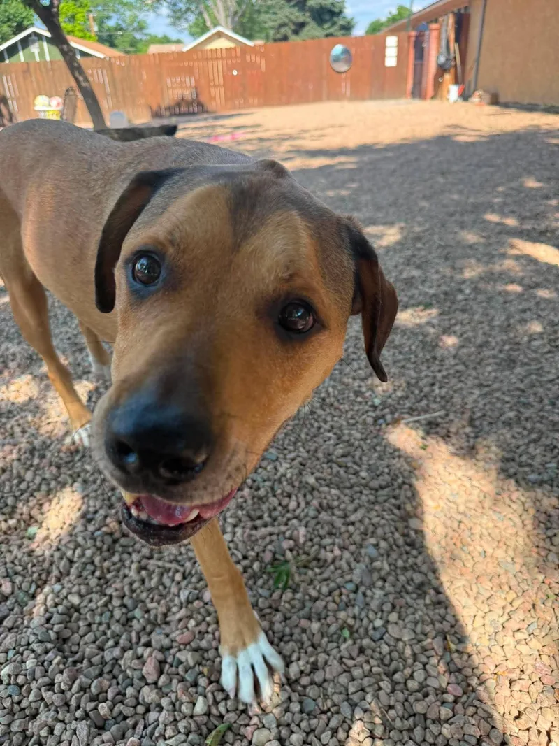 An adult medium-sized male Bicolor Labrador Retriever dog named Rustie for adoption in Canon City, CO