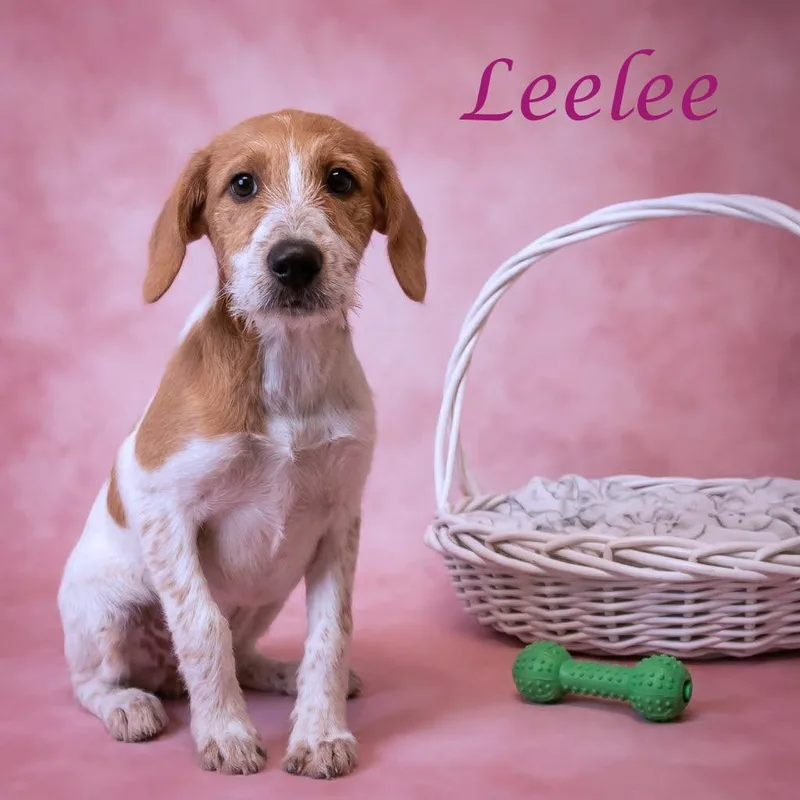 A baby medium-sized female Brown / Chocolate Hound dog named Leelee D for adoption in Lebanon, TN