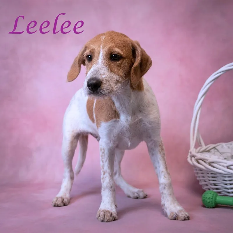 Leelee D thumbnail 4