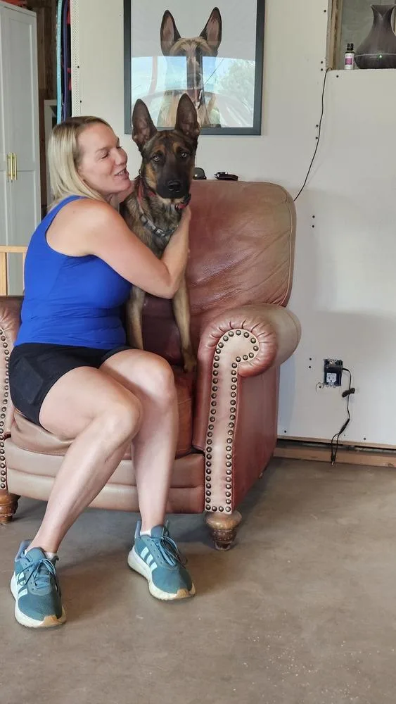 A young large-sized male Tricolor (Brown, Black, & White) Belgian Shepherd / Malinois dog named Marty  Located in for adoption in Imlay City, MI