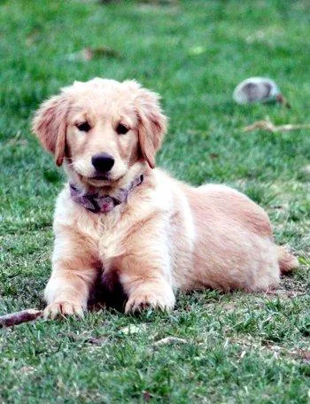 A baby large-sized male Yellow / Tan / Blond / Fawn Golden Retriever dog named Brewer for adoption in Bedford Hills, NY