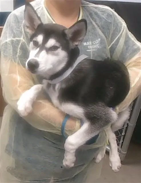 A baby small-sized female Siberian Husky dog named Bam Bam for adoption in Phoenix, AZ