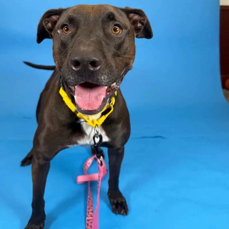 An adult large-sized male Brown / Chocolate Chocolate Labrador Retriever dog named Max for adoption in West Palm Beach, FL