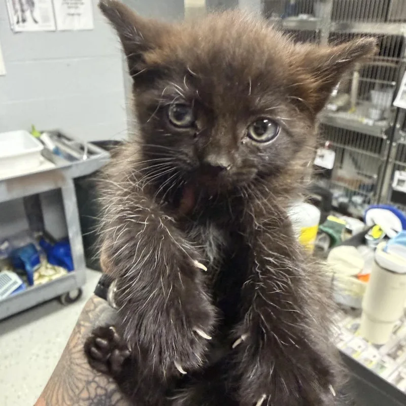 A baby small-sized female Black Domestic Short Hair cat named Goji for adoption in Marion, VA