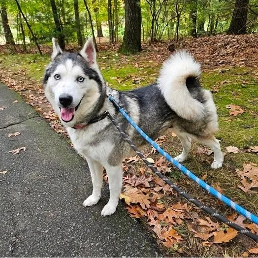 An adult medium-sized female Gray / Blue / Silver Siberian Husky dog named Takaya for adoption in Central Falls, RI