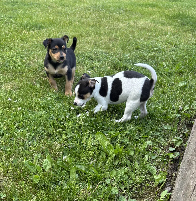 A baby small-sized male Rat Terrier dog named Tank And His Siblings for adoption in Armada, MI