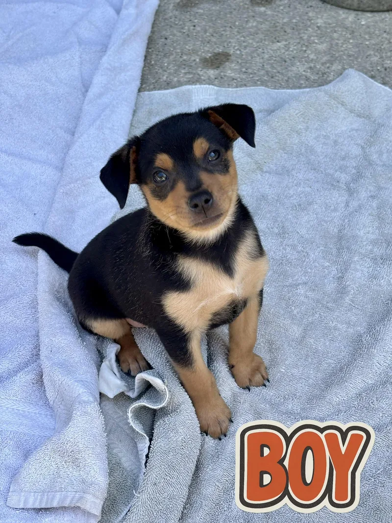 Tank And His Siblings thumbnail 2