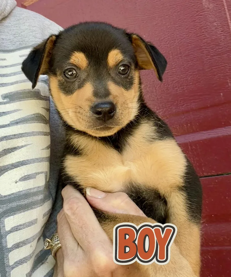 Tank And His Siblings thumbnail 4