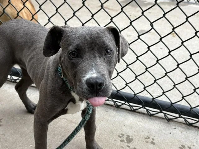 A young small-sized female Pit Bull Terrier dog named Sweets for adoption in Tulsa, OK
