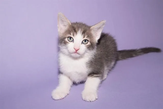 A baby small-sized male Domestic Short Hair cat named Cottage Cheese for adoption in Santa Monica, CA