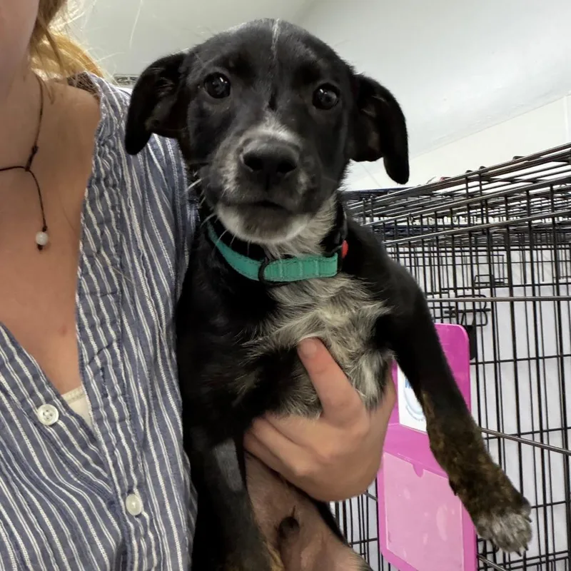 A baby medium-sized male Labrador Retriever dog named Gunnar for adoption in Madison, WI