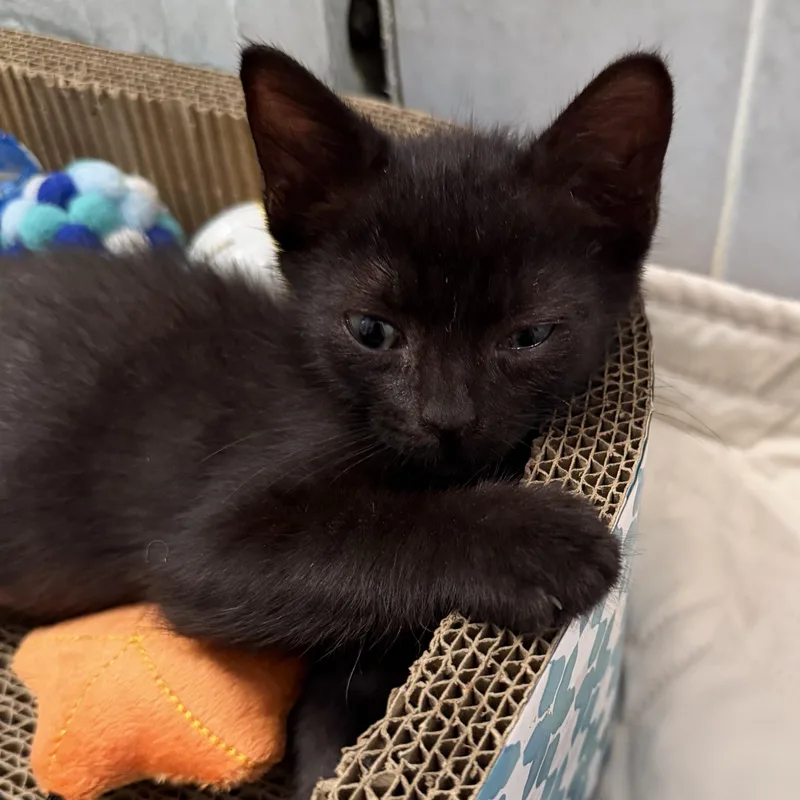 A baby small-sized male Black Domestic Short Hair cat named Colby for adoption in Bayonne, NJ