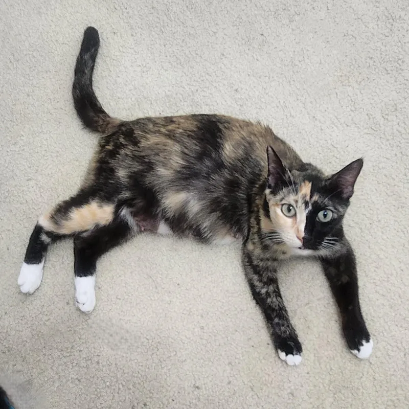 Gattalina thumbnail 2