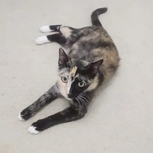 Gattalina thumbnail 5